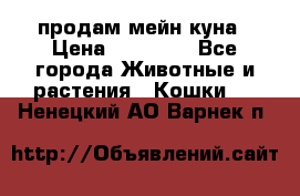 продам мейн куна › Цена ­ 15 000 - Все города Животные и растения » Кошки   . Ненецкий АО,Варнек п.